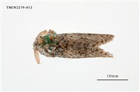 藏品(臺灣麗毒蛾)的圖片